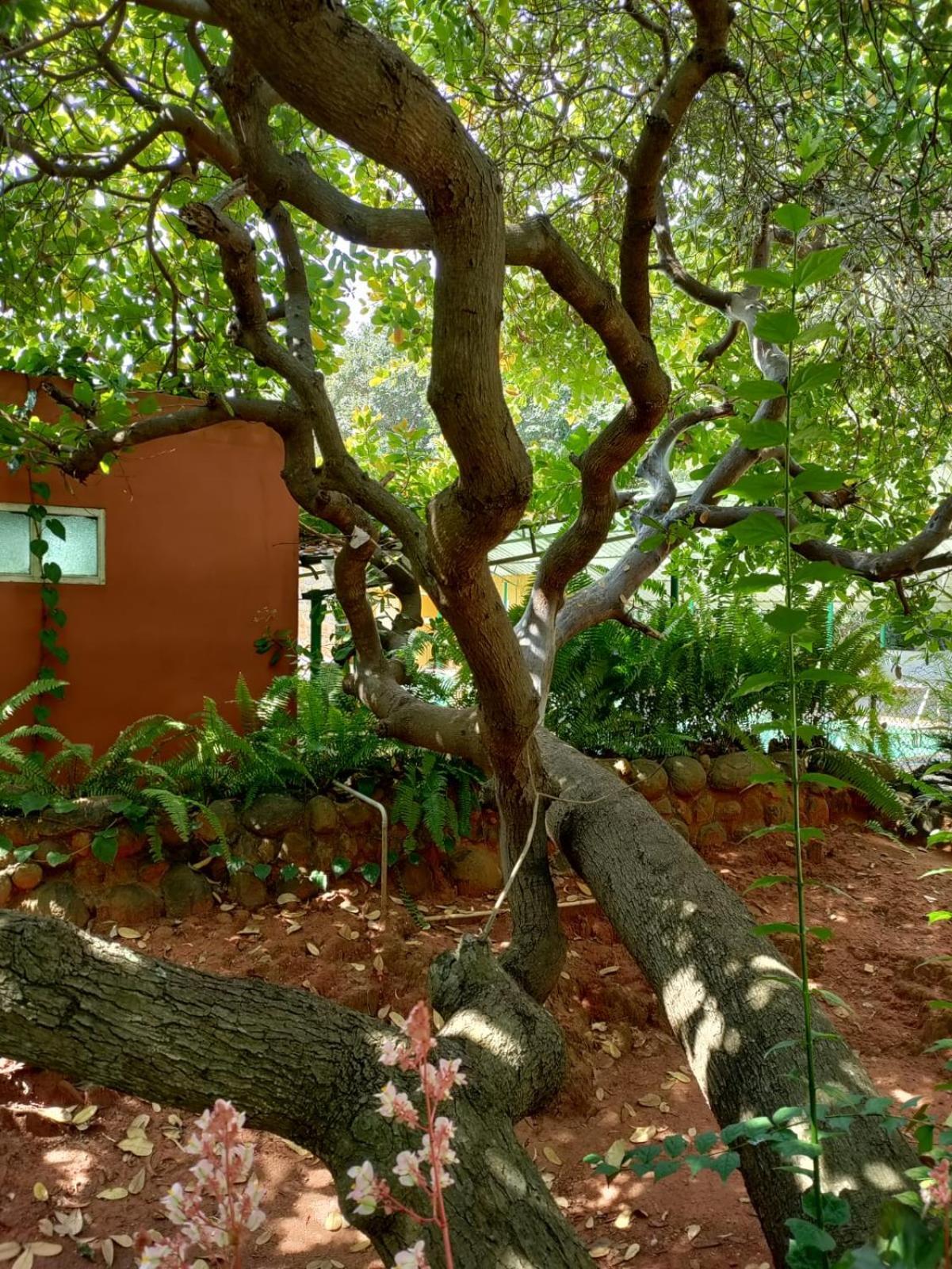 Inn Pondiville Forest Retreat Pondicherry Exterior foto